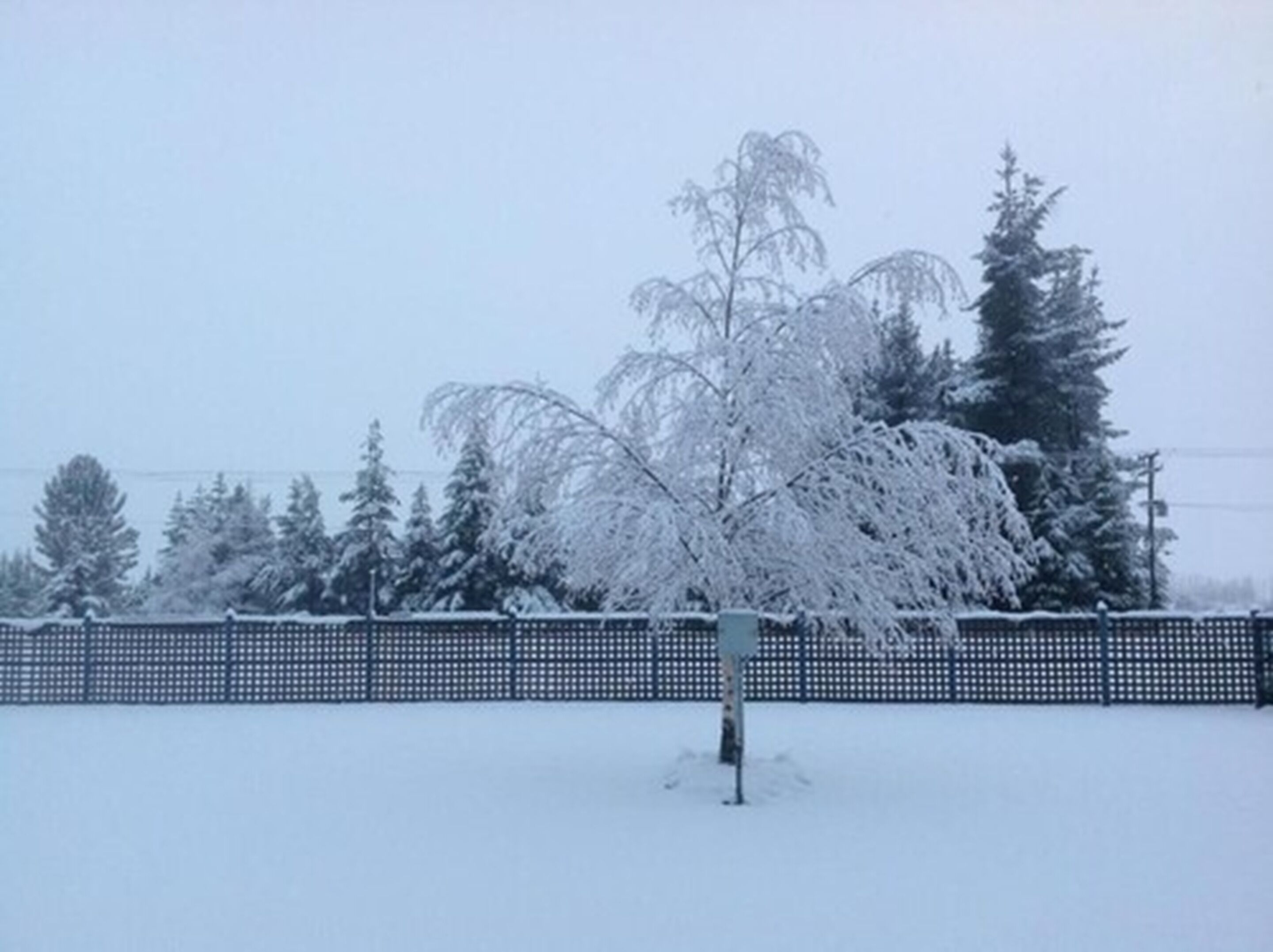 A snow-covered landscape with a tree in the foreground and a fence in the background.