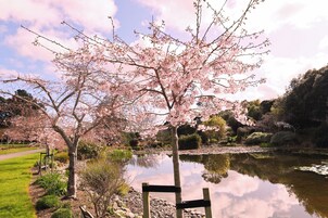 Um parque tranquilo com um lago, cerejeiras em flor e um banco de madeira.