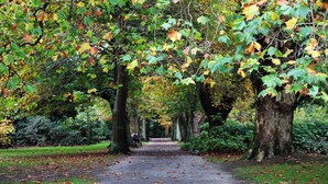 A pathway lined with trees in autumn foliage, leading to a distant view. - Kauri Court Motel and Apartments (Palmerston North)