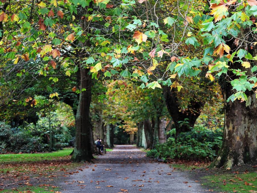 A pathway lined with trees in autumn foliage, leading to a distant view.