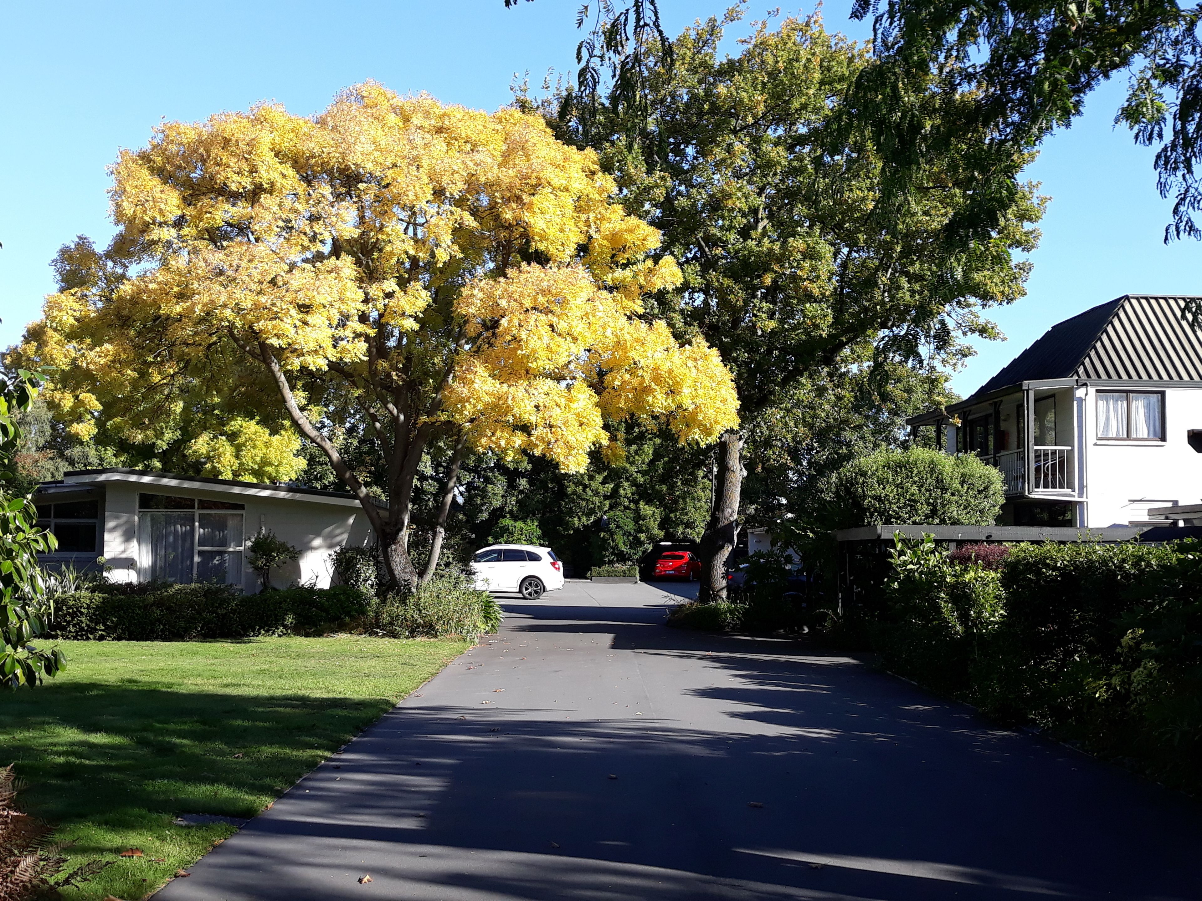 Una calle residencial con casas, un coche blanco y un árbol con hojas amarillas.