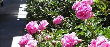 Una hilera de peonías rosas a lo largo de un pasillo cubierto, con un edificio al fondo.