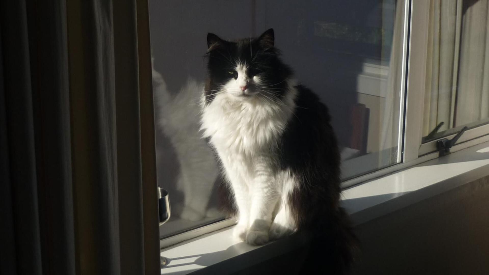 Um gato preto e branco sentado no parapeito de uma janela.