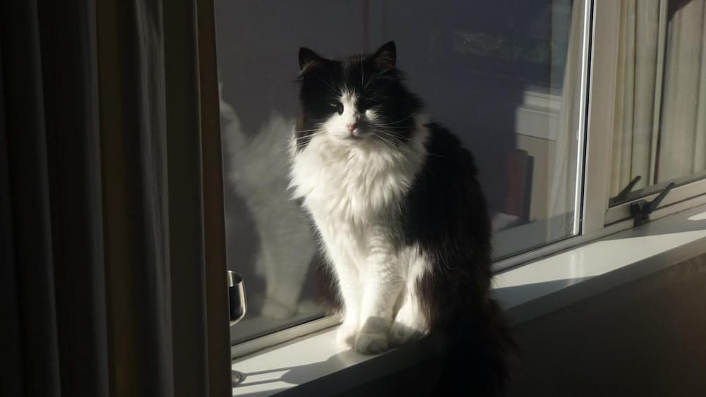 Carisbrook Motel by null