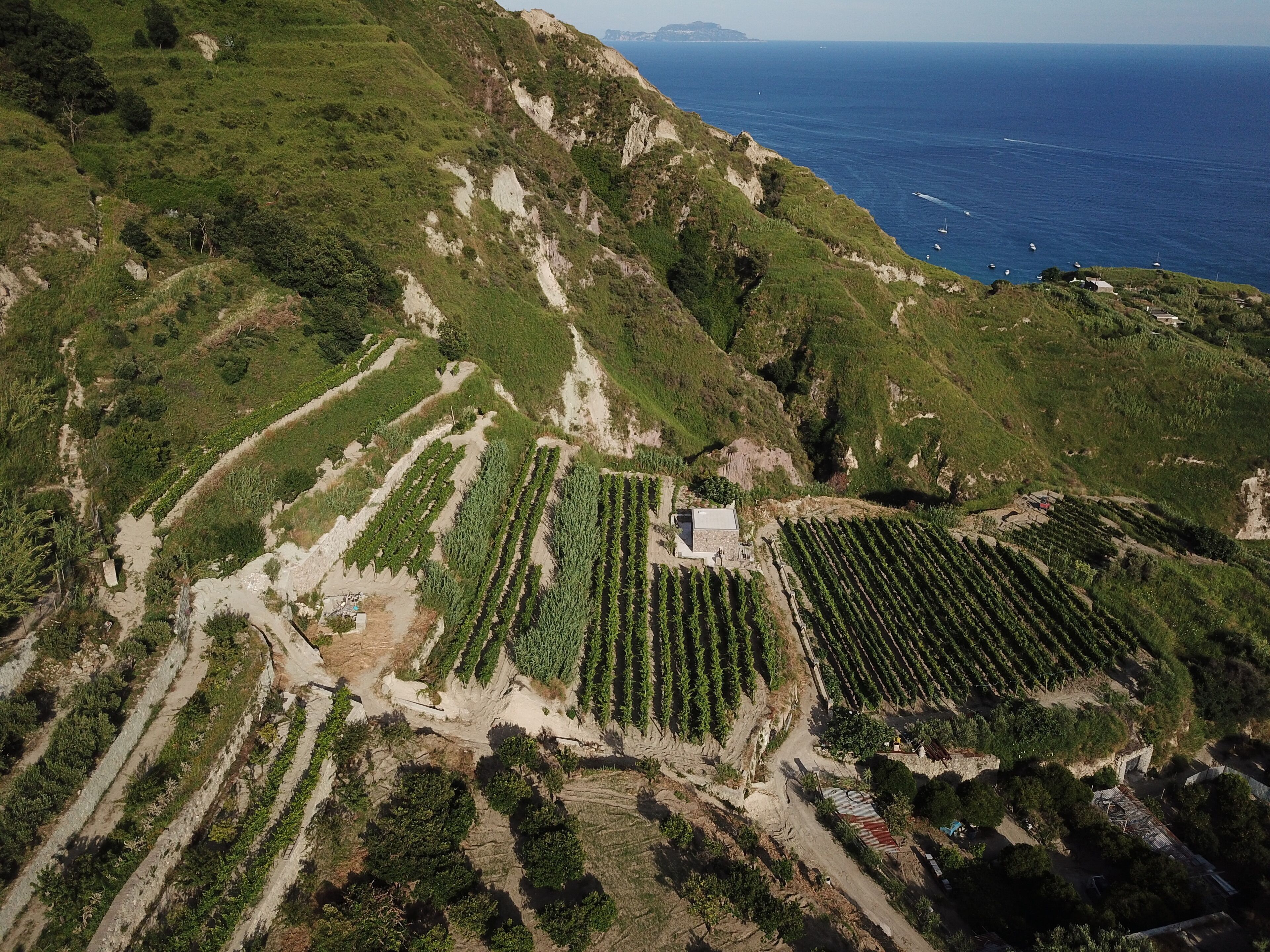Viñedo con hileras de vides en una ladera, con vistas al océano.
