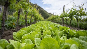 A vineyard with rows of grapevines and leafy green plants. - Punta Chiarito Resort (Forio)