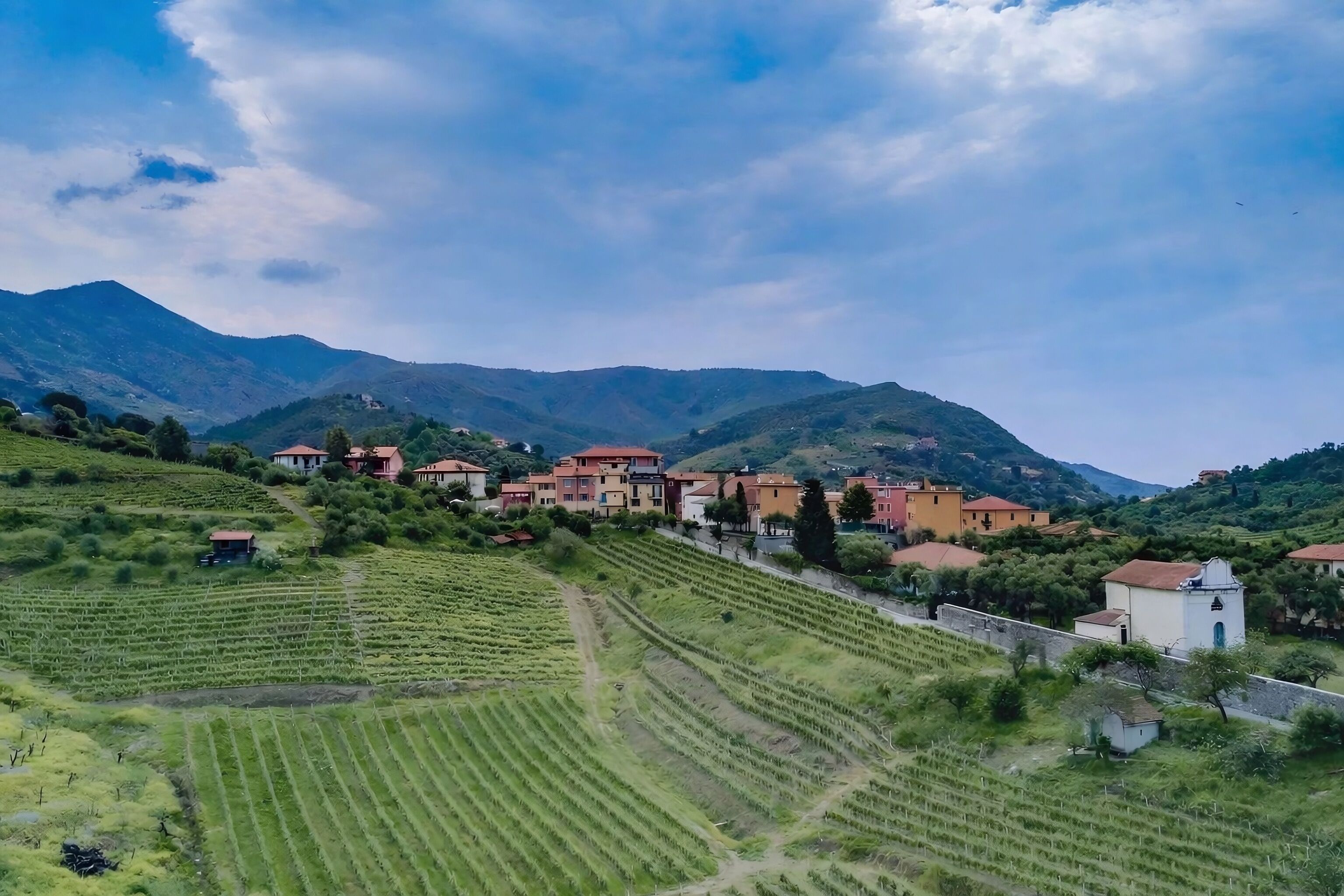 A vineyard with rows of grapevines and buildings in the background.