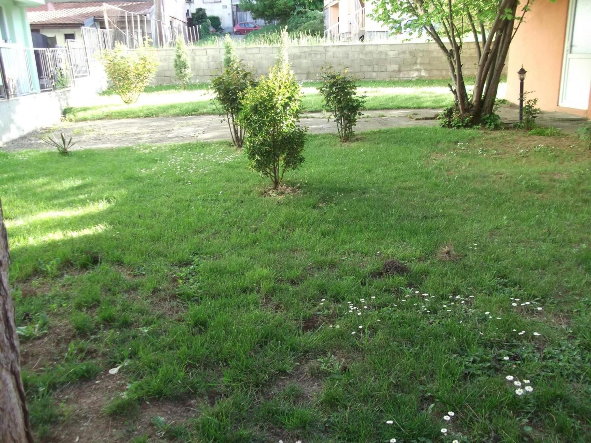 A grassy yard with small trees and a paved path.