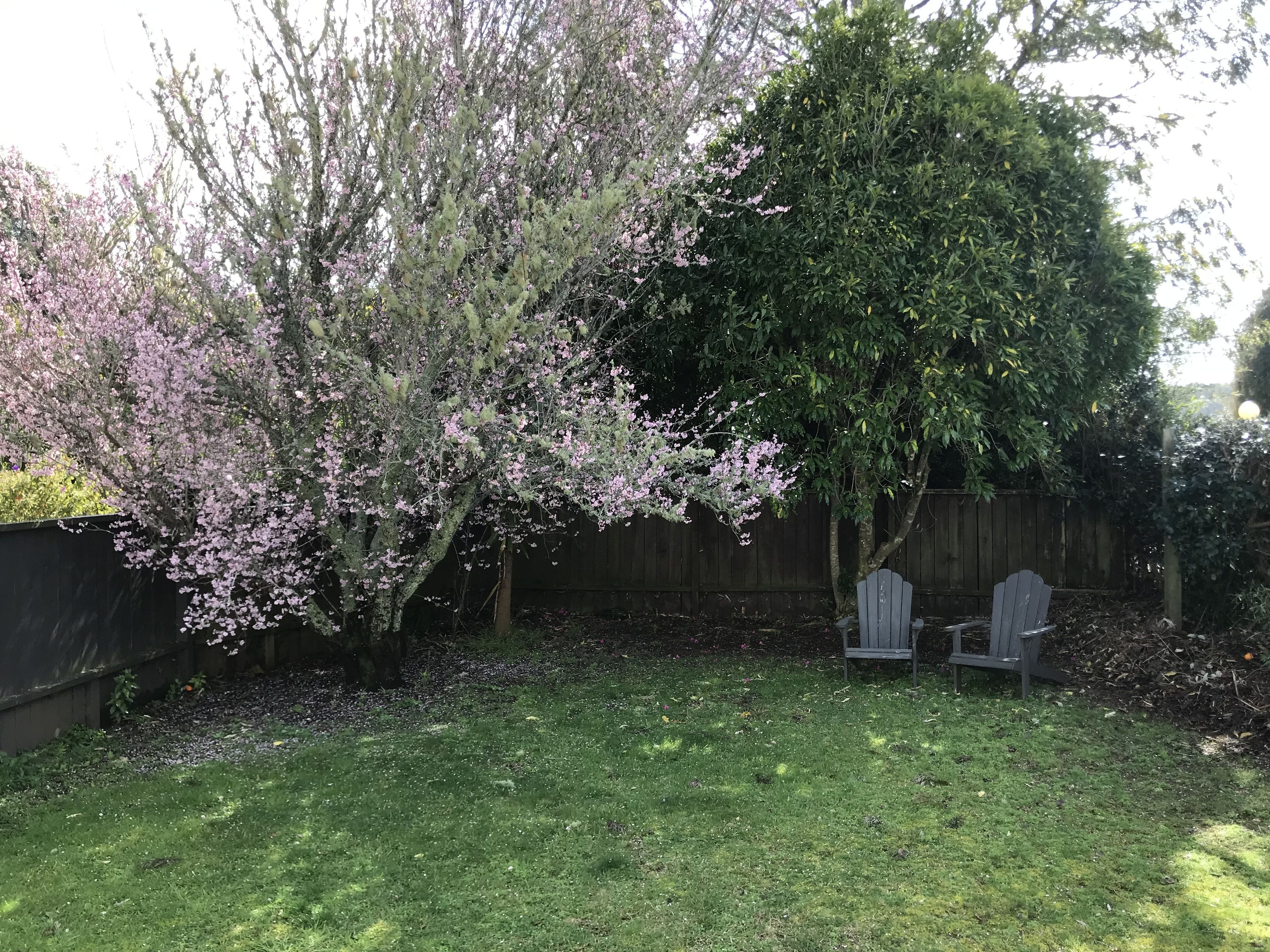 A backyard with a lawn, a wooden fence, and two Adirondack chairs.