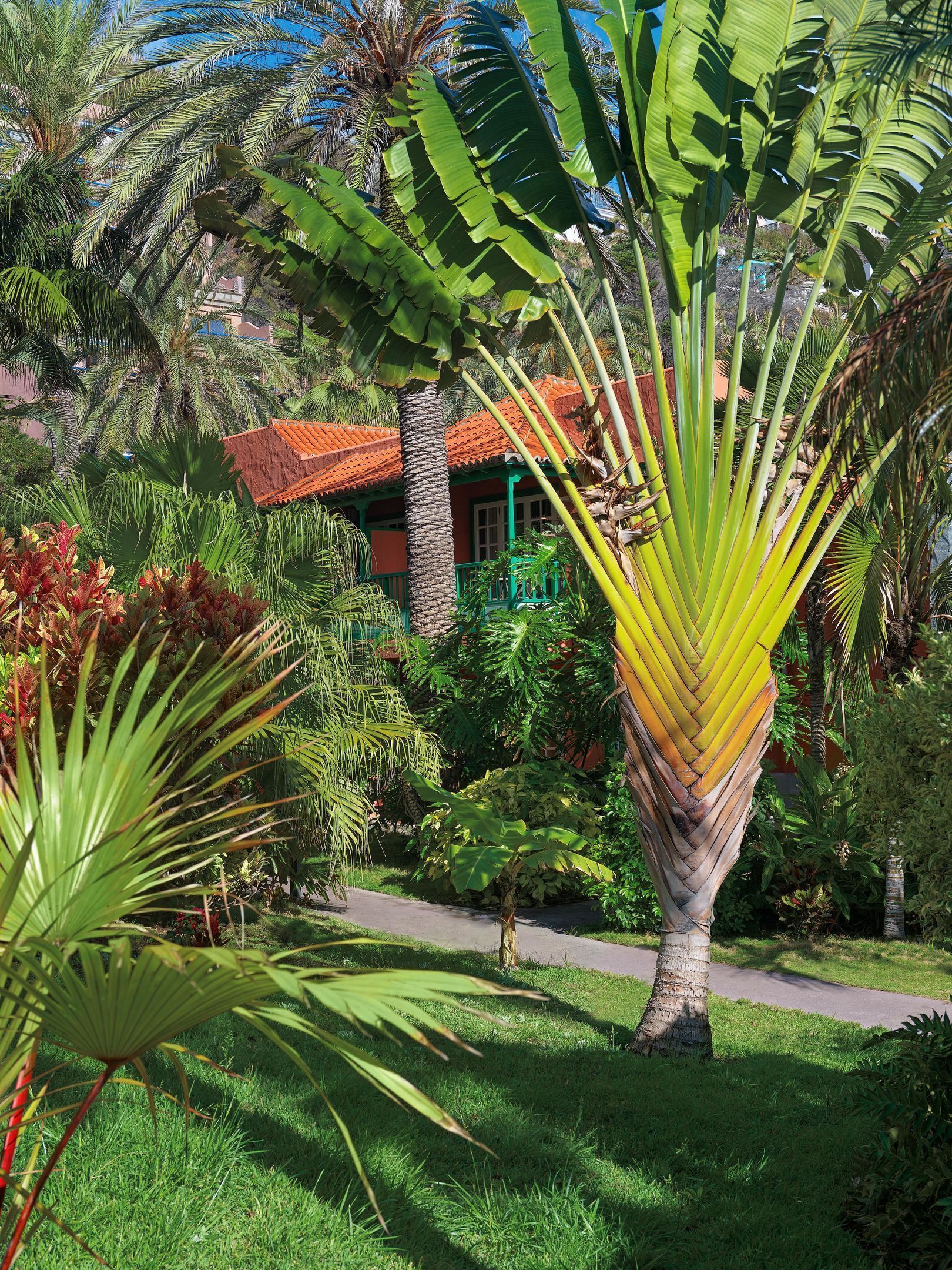 Un jardin luxuriant, avec des palmiers, un sentier et un bâtiment doté d’un toit rouge.
