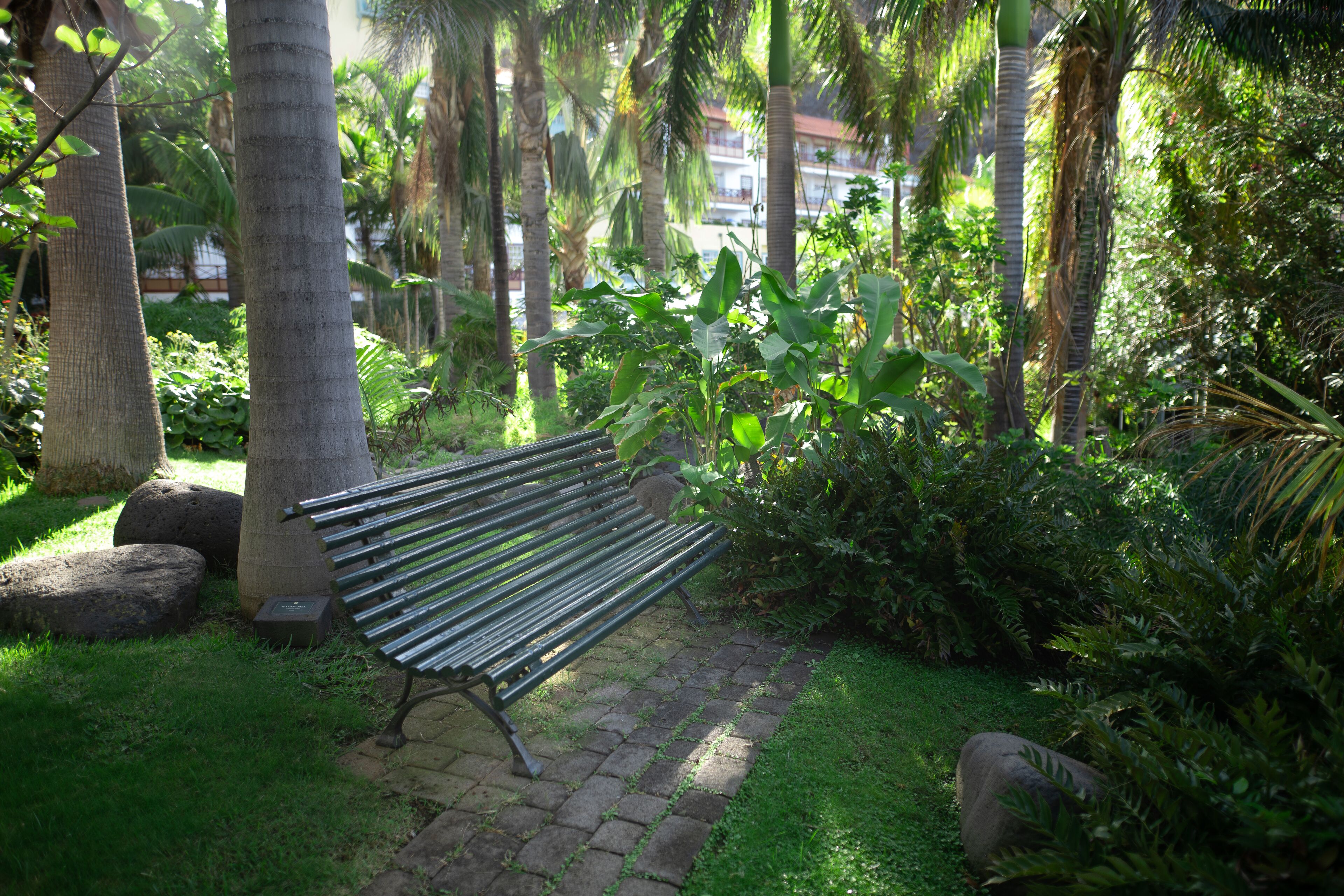 A bench in a lush garden with palm trees and dense foliage.