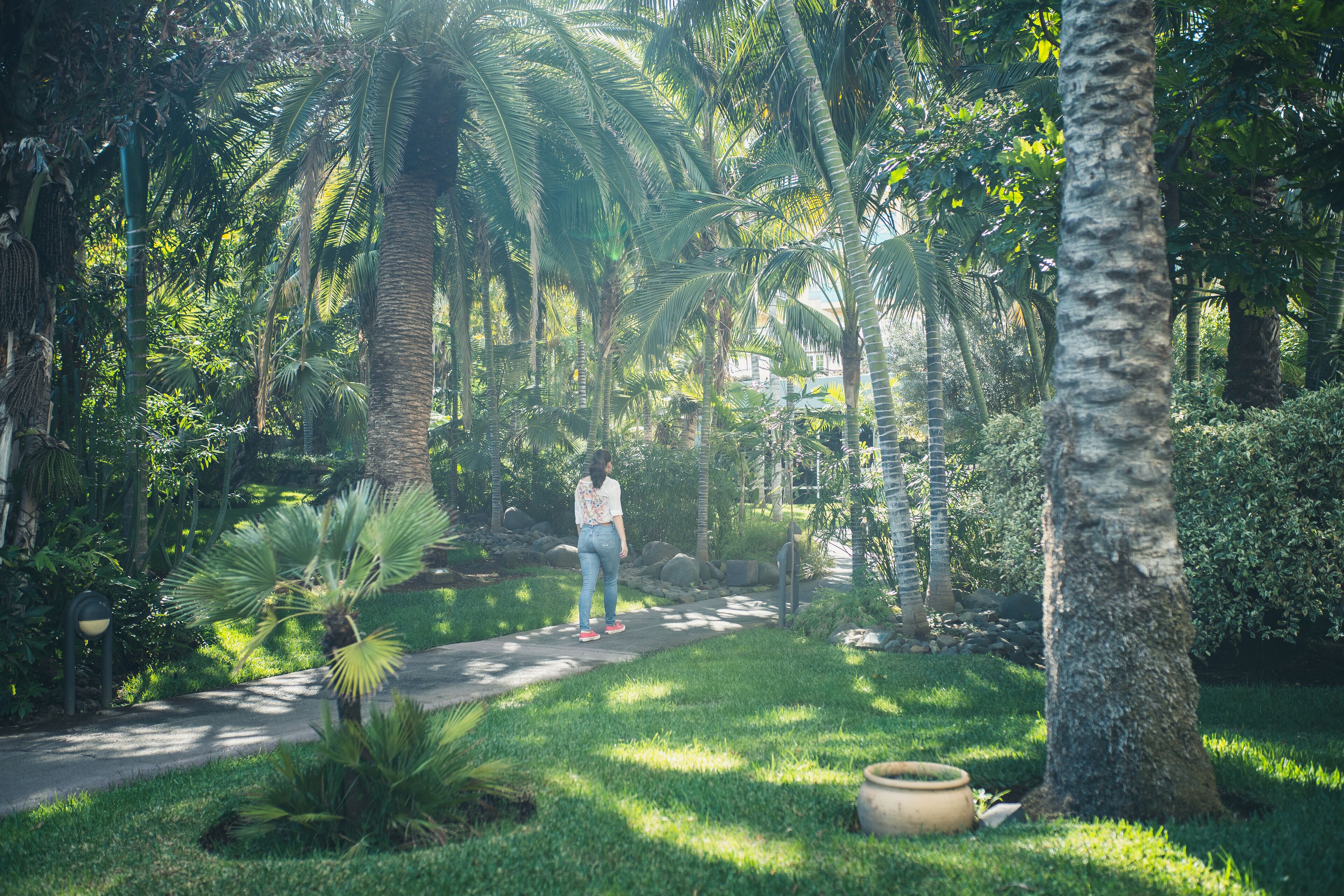 A pathway in a lush garden with palm trees and a person walking.