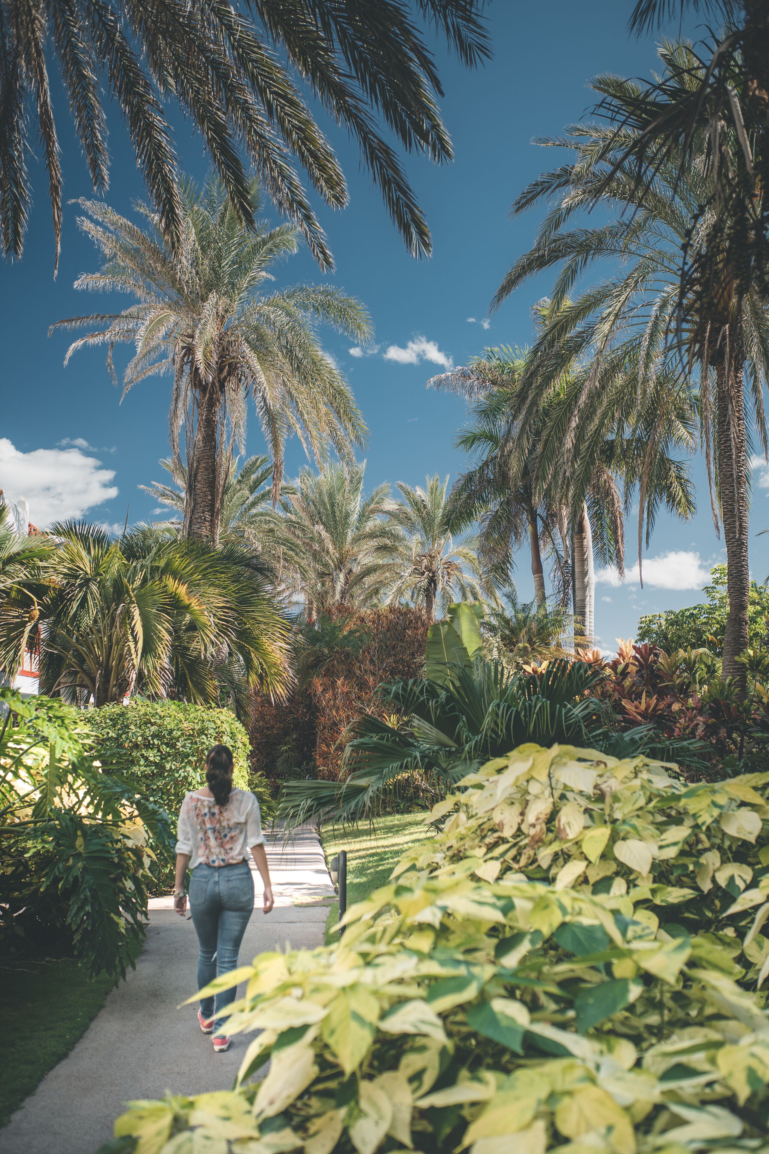 A pathway lined with palm trees and lush greenery, leading towards a building.