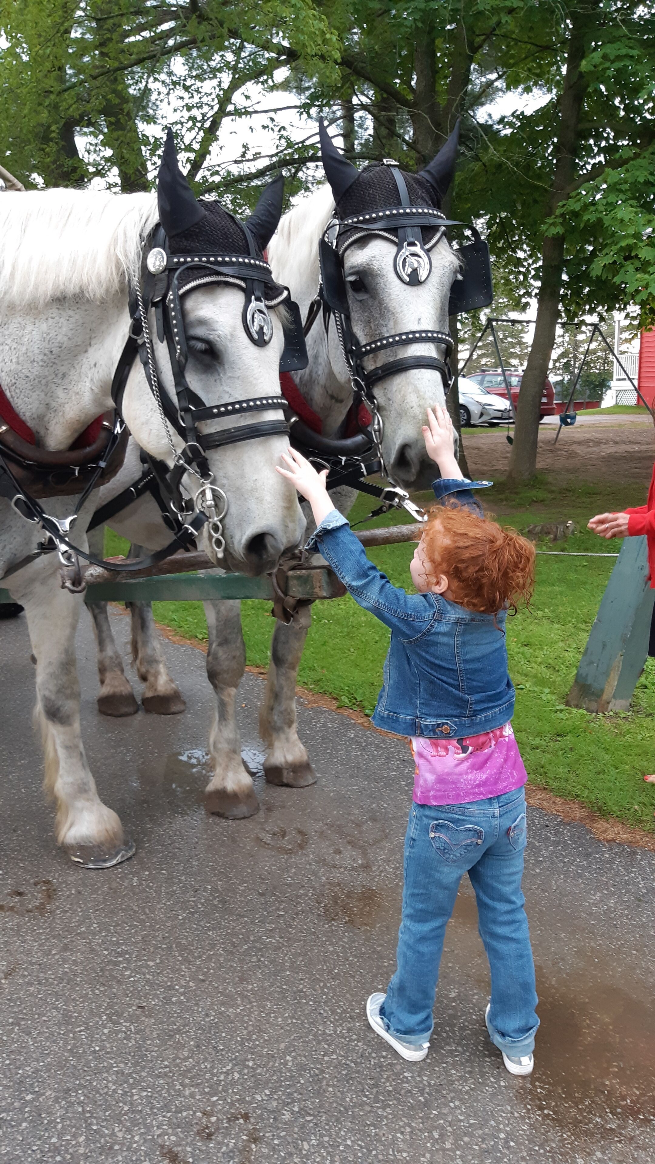 A person interacting with two horses, one wearing a black bridle with silver studs.