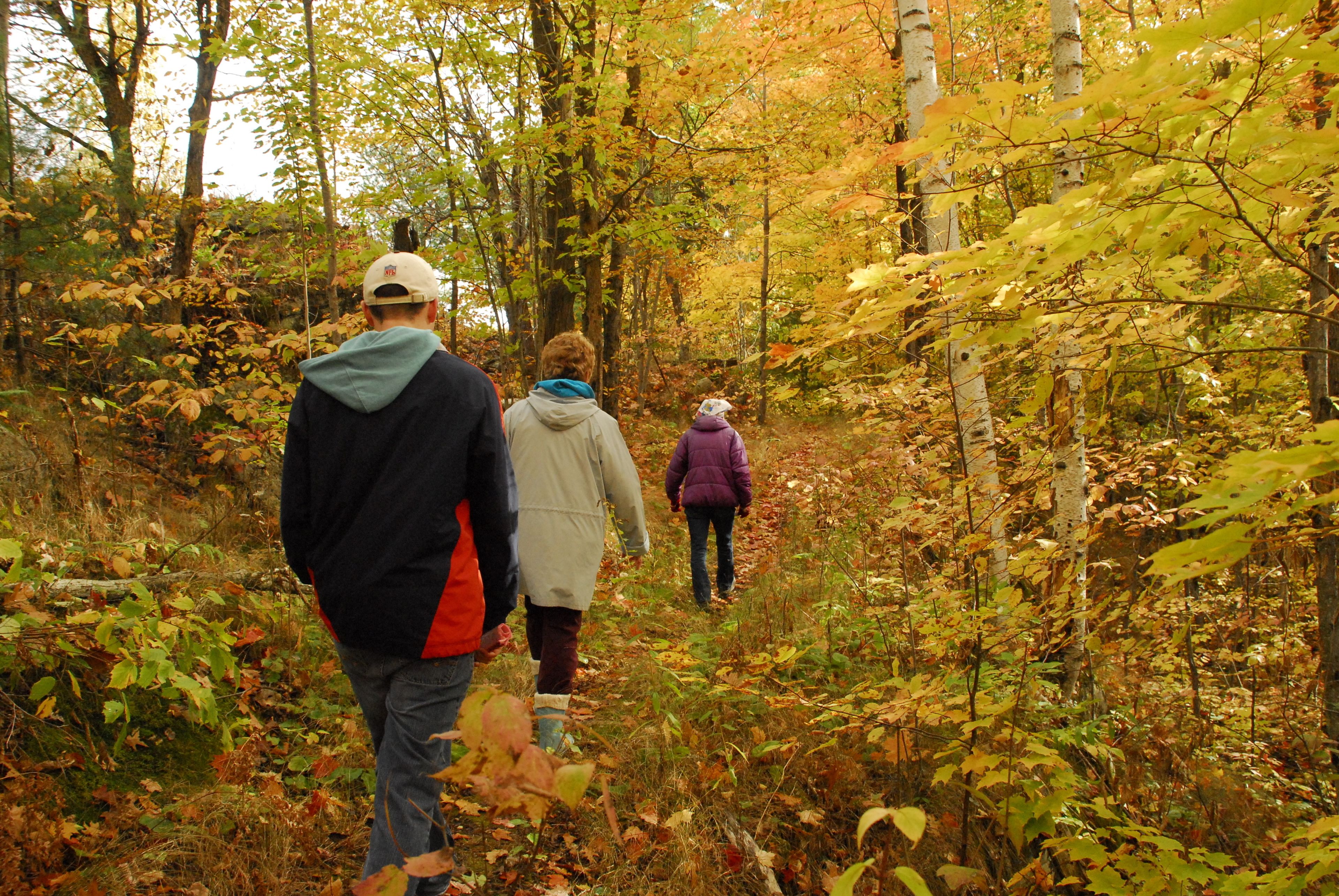 A forest path with three people walking.