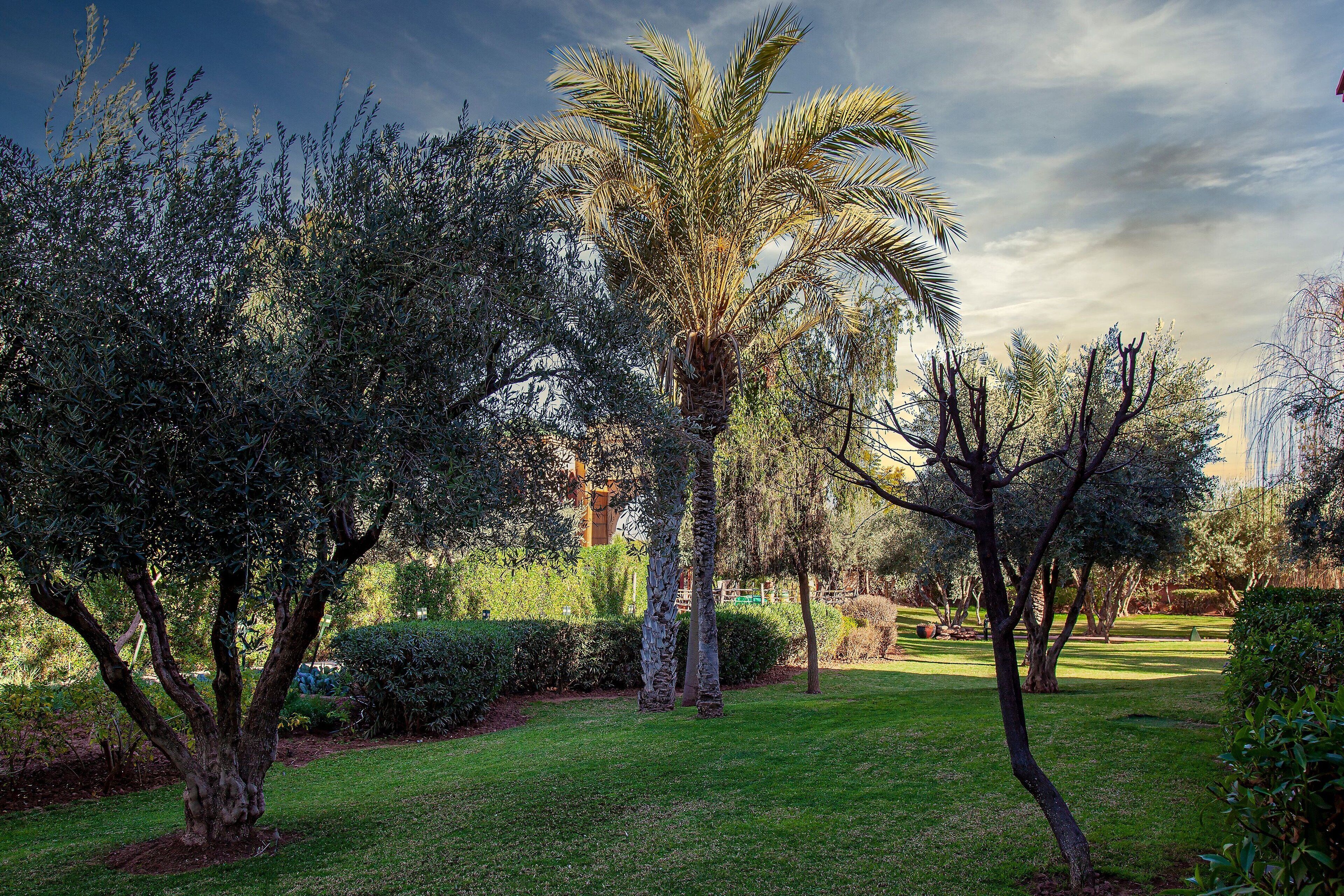 A well-maintained garden with various trees, including a prominent palm tree, and a neatly trimmed lawn.