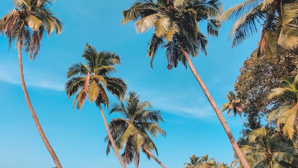 Escena de playa tropical con palmeras, cielo azul despejado y vista al mar.