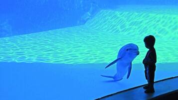 A child and a dolphin in an aquarium.