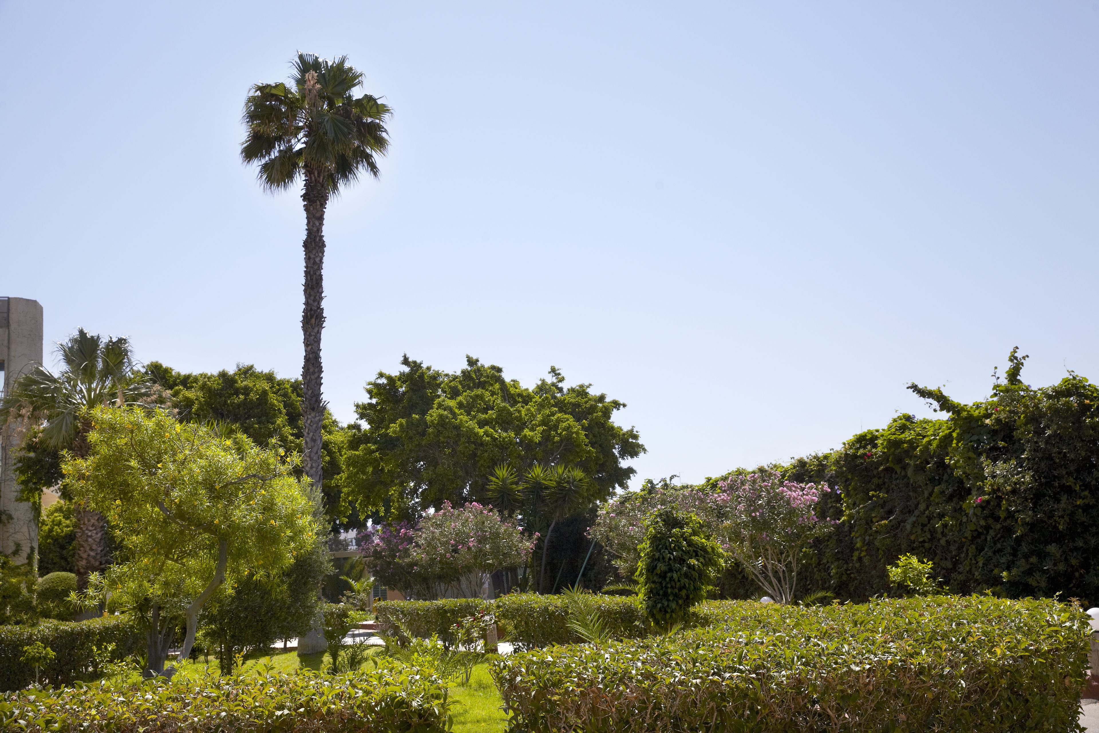 Ein gepflegter Garten mit verschiedenen Bäumen und Sträuchern, darunter eine markante Palme.