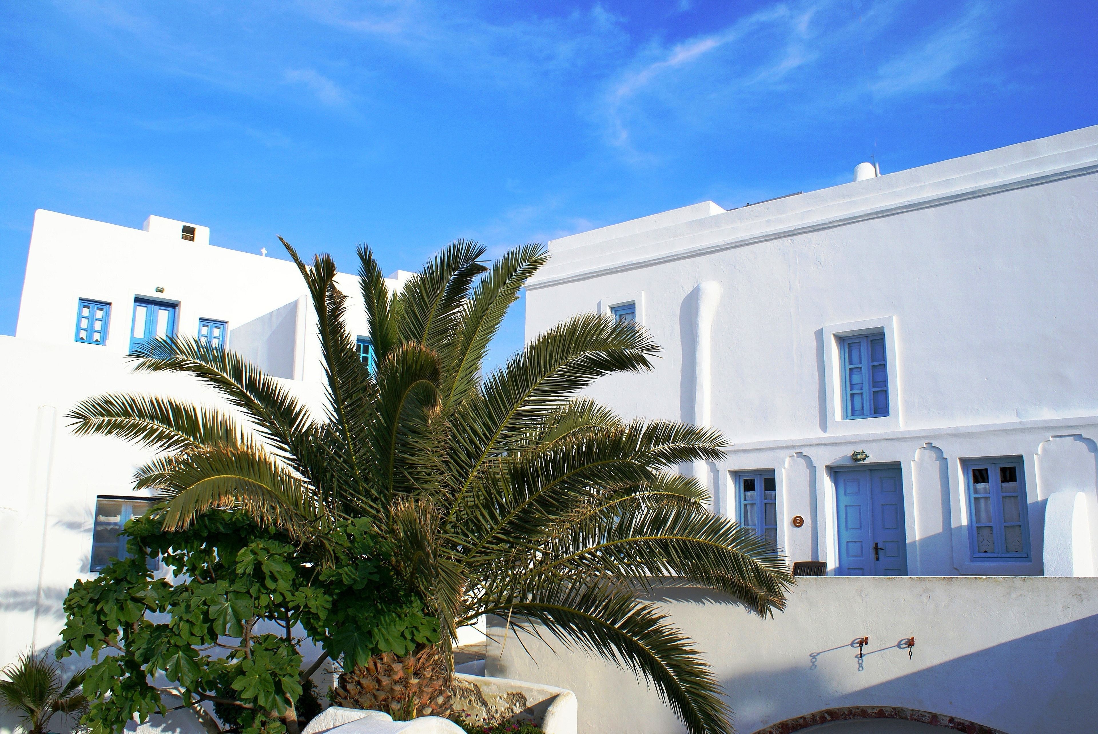 A white building with blue doors and windows, a palm tree, and a clear blue sky.