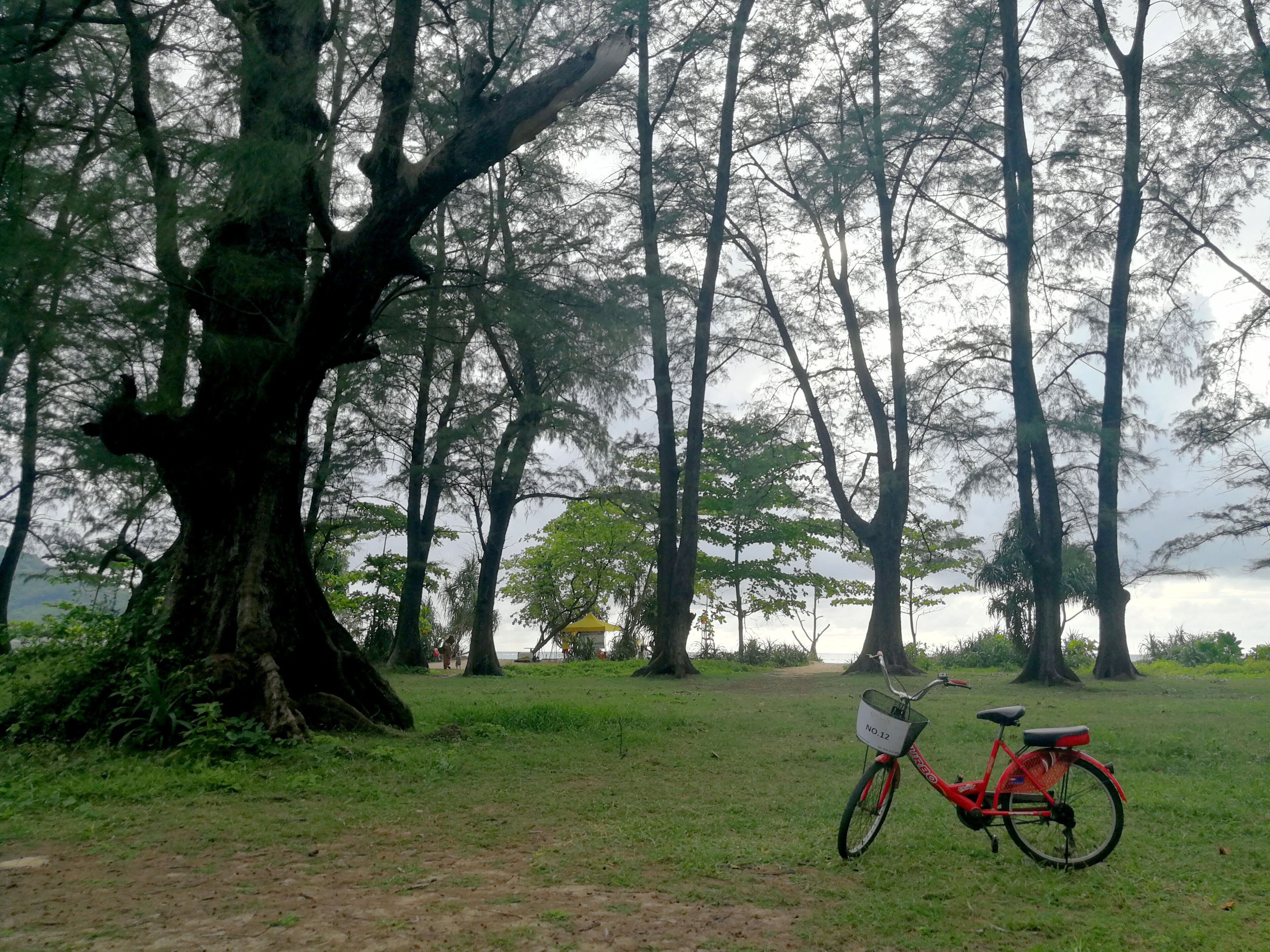 A red bicycle parked on a grassy area with a large tree in the foreground.