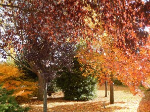 A park with trees displaying autumn foliage, a pathway, and a small structure in the background.