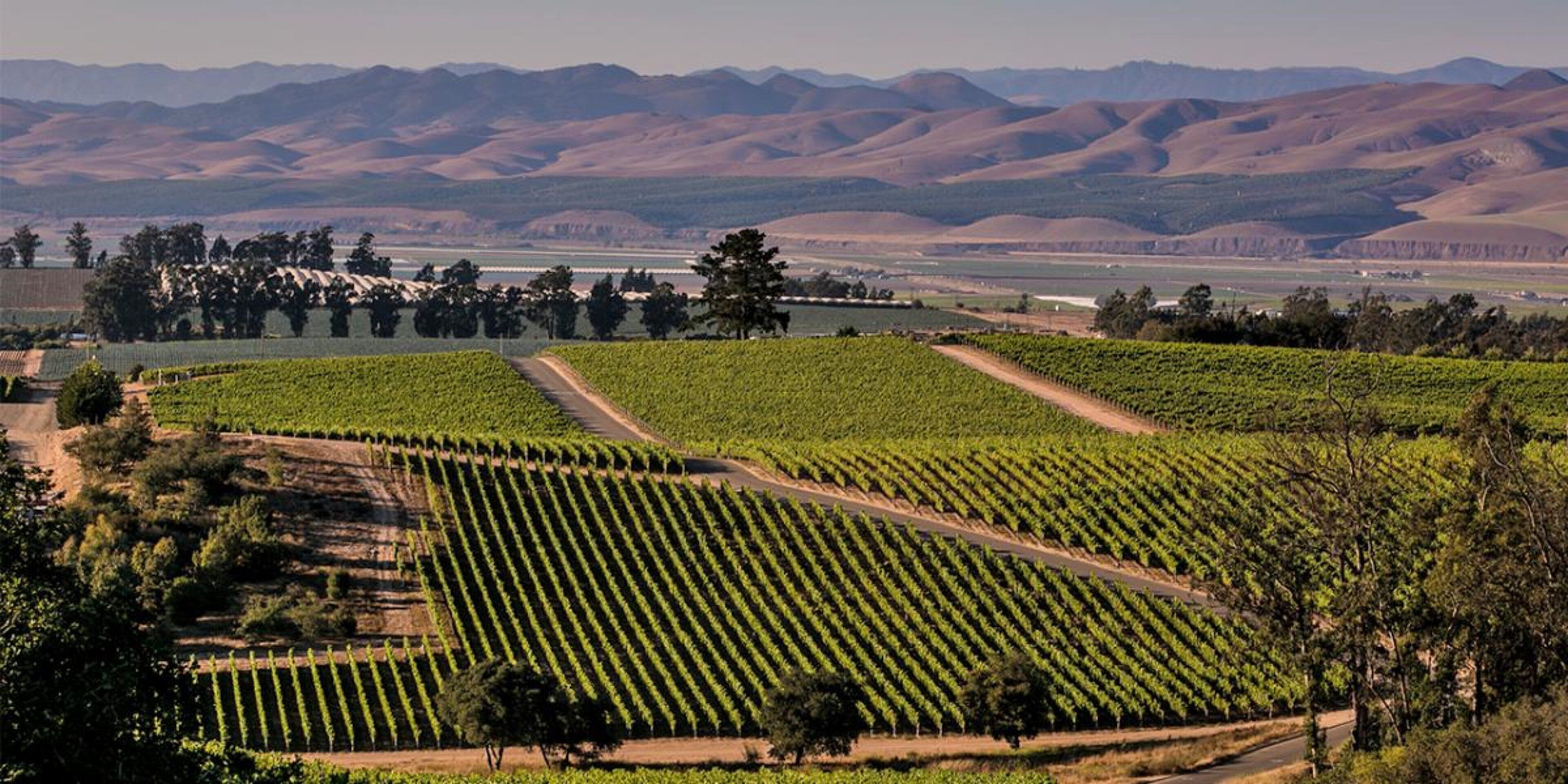 A vineyard with rows of grapevines, a dirt path, and a backdrop of rolling hills and mountains.