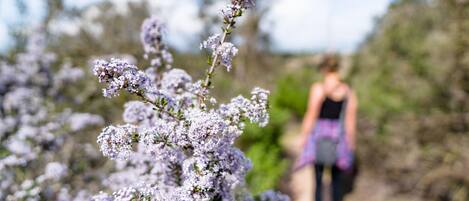 A pathway with a person in the background and purple flowers in the foreground.