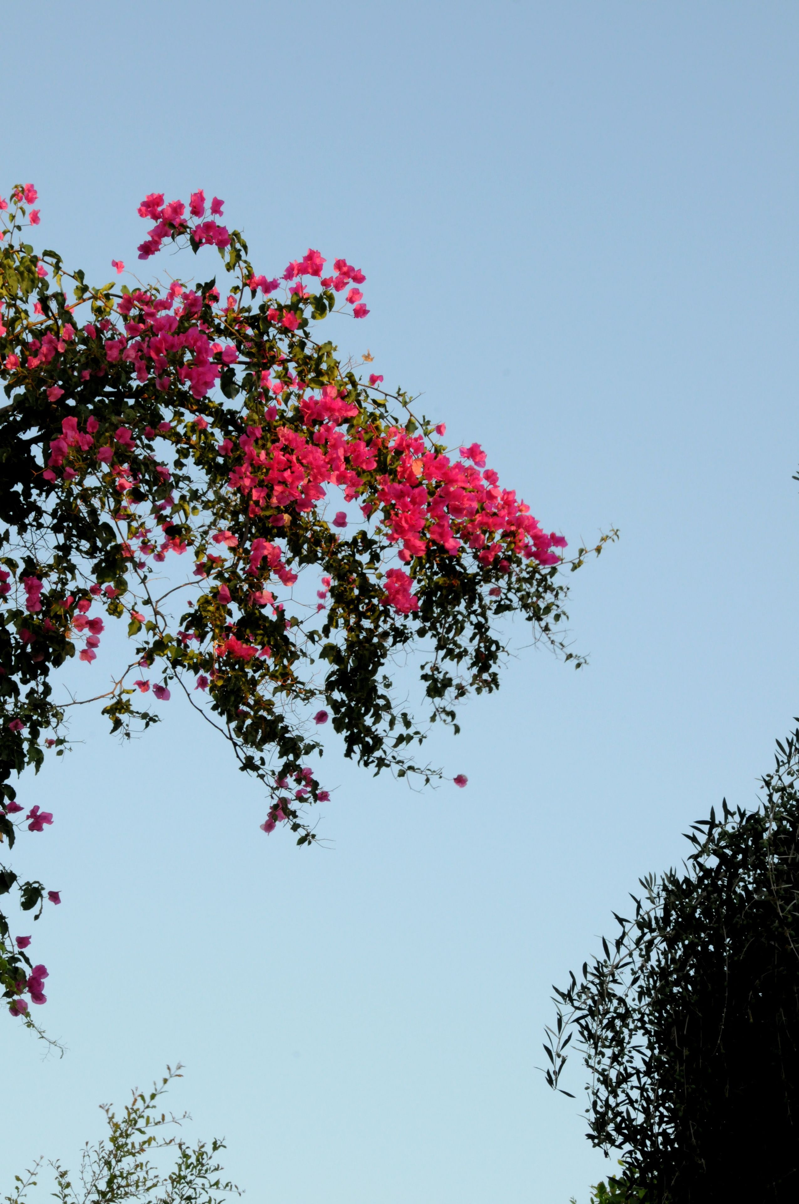 Foto - Hersonissos Village Hotel & Bungalows