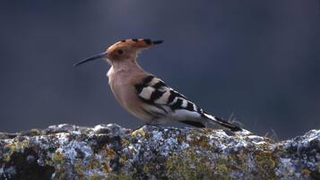 A bird perched on a rock with lichen.