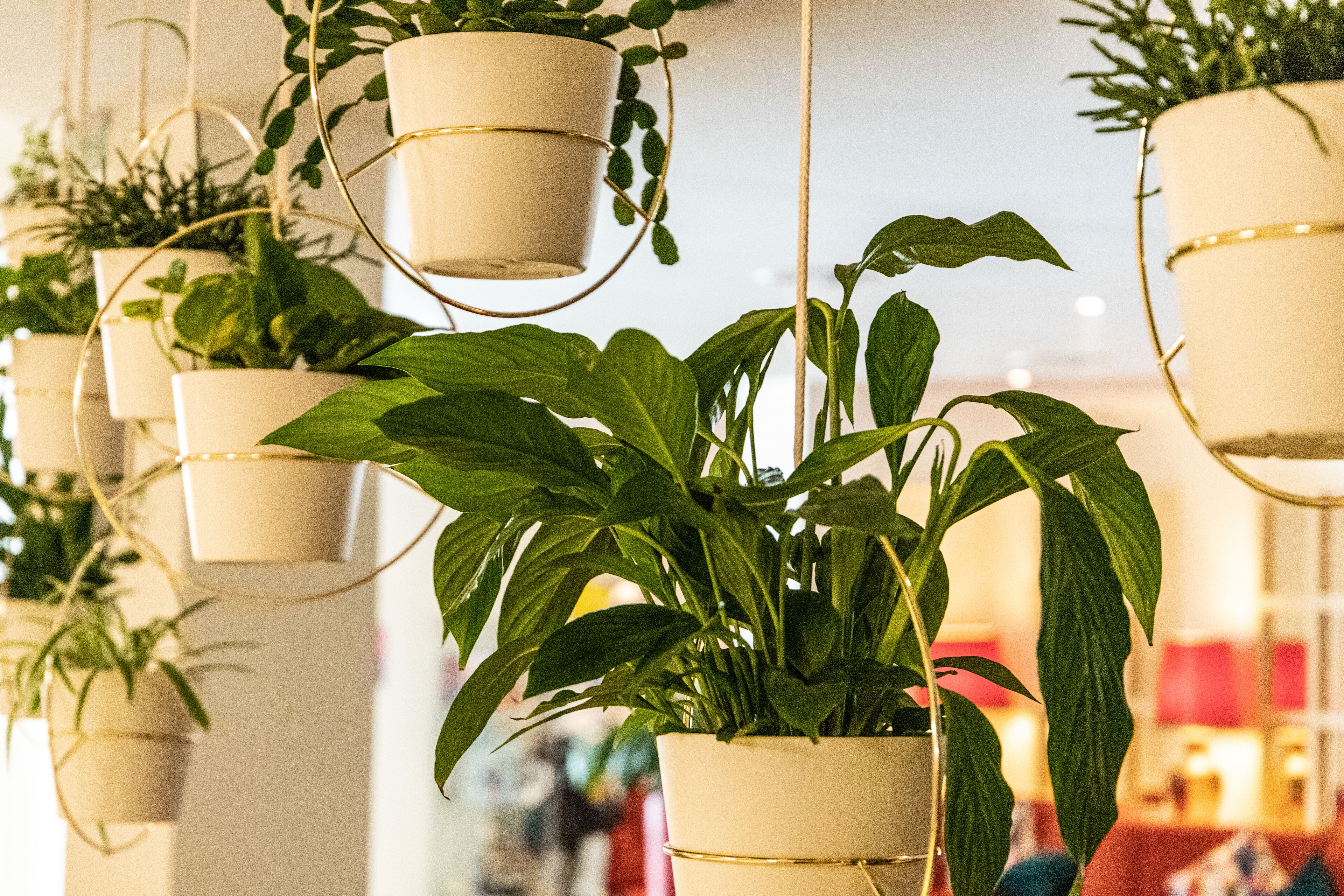 Multiple hanging planters with green plants in a well-lit indoor space.