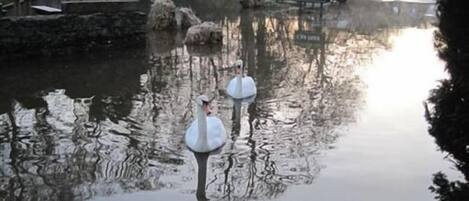 Un río tranquilo con cisnes y un cartel de estacionamiento al fondo.