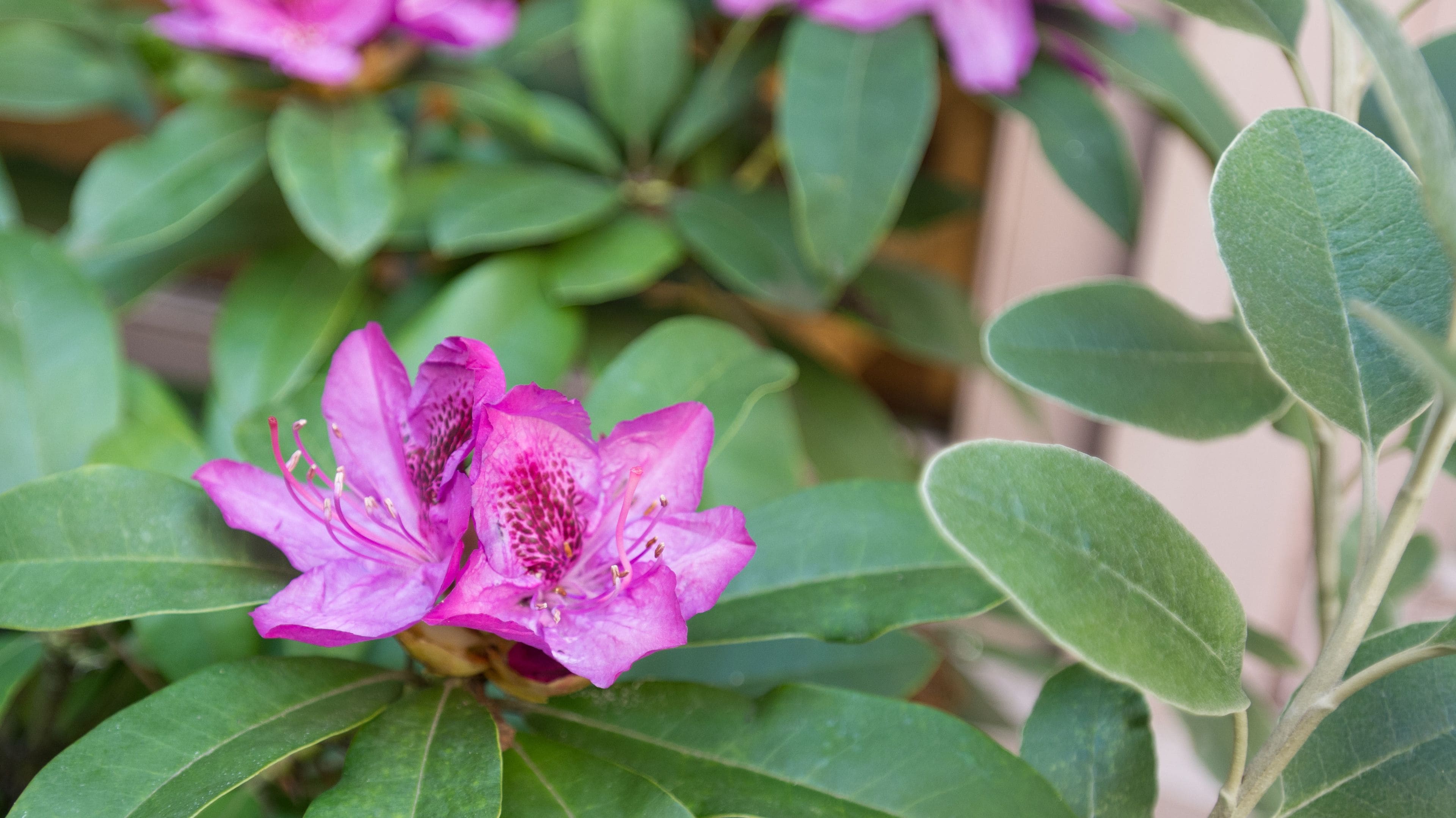 Foto - The Inn at Virginia Mason