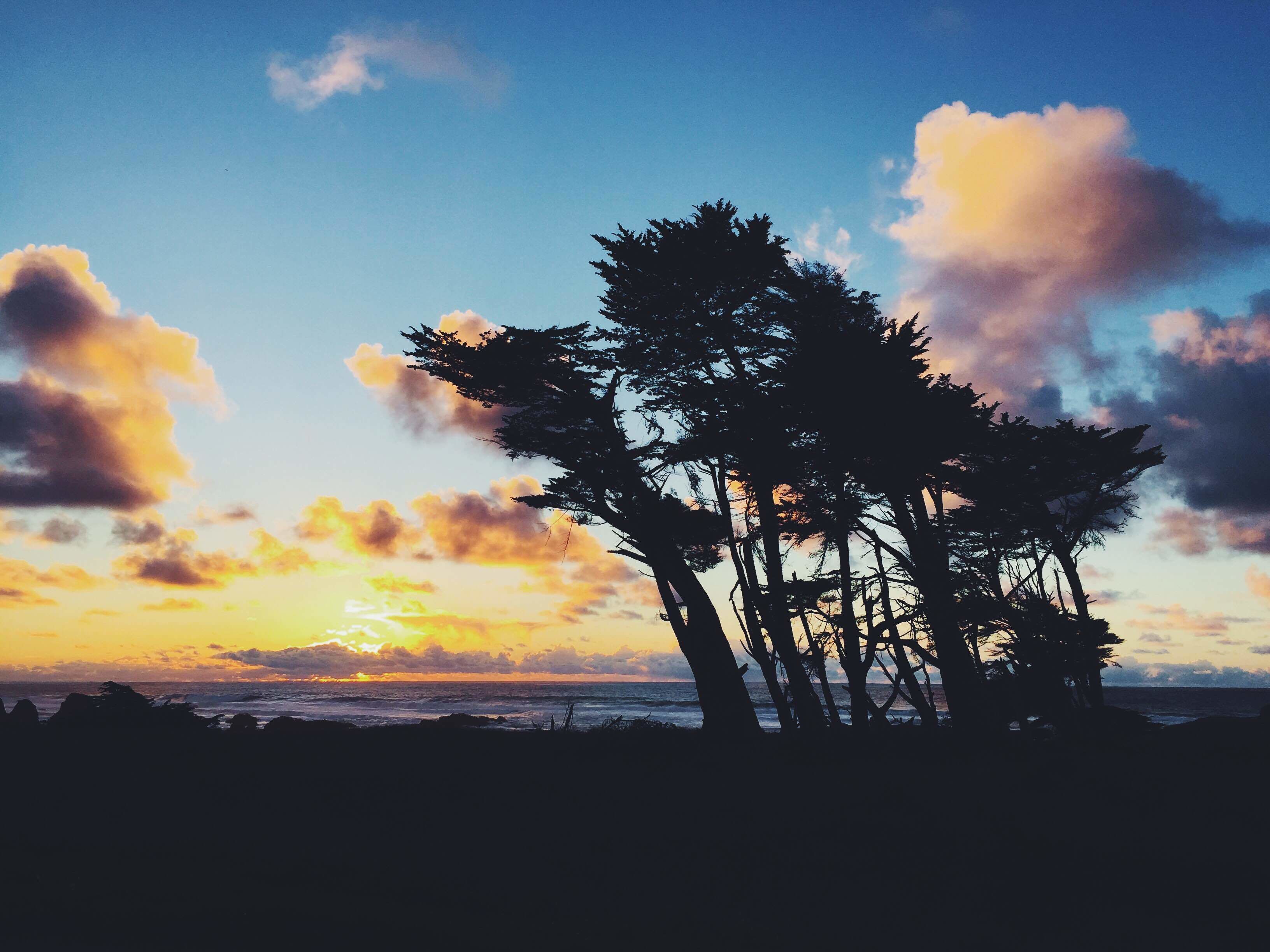 Une silhouette d’un paysage côtier, avec des arbres et un coucher de soleil.