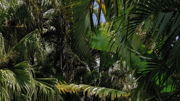 A person walking towards a hot tub in a lush garden with palm trees and a stone staircase. - The Lord Byron (Byron Bay)