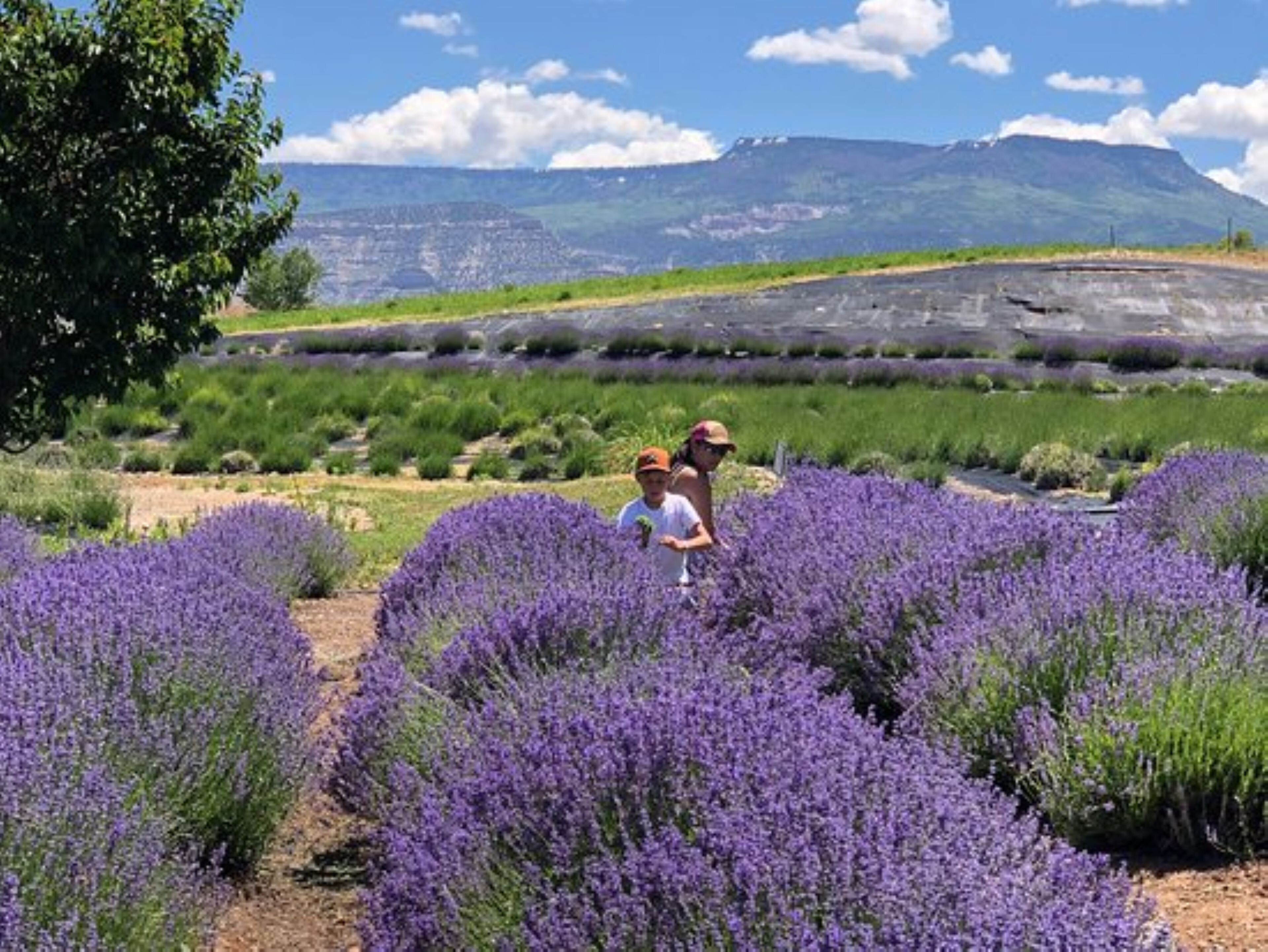 Un campo de lavanda con una montaña al fondo.