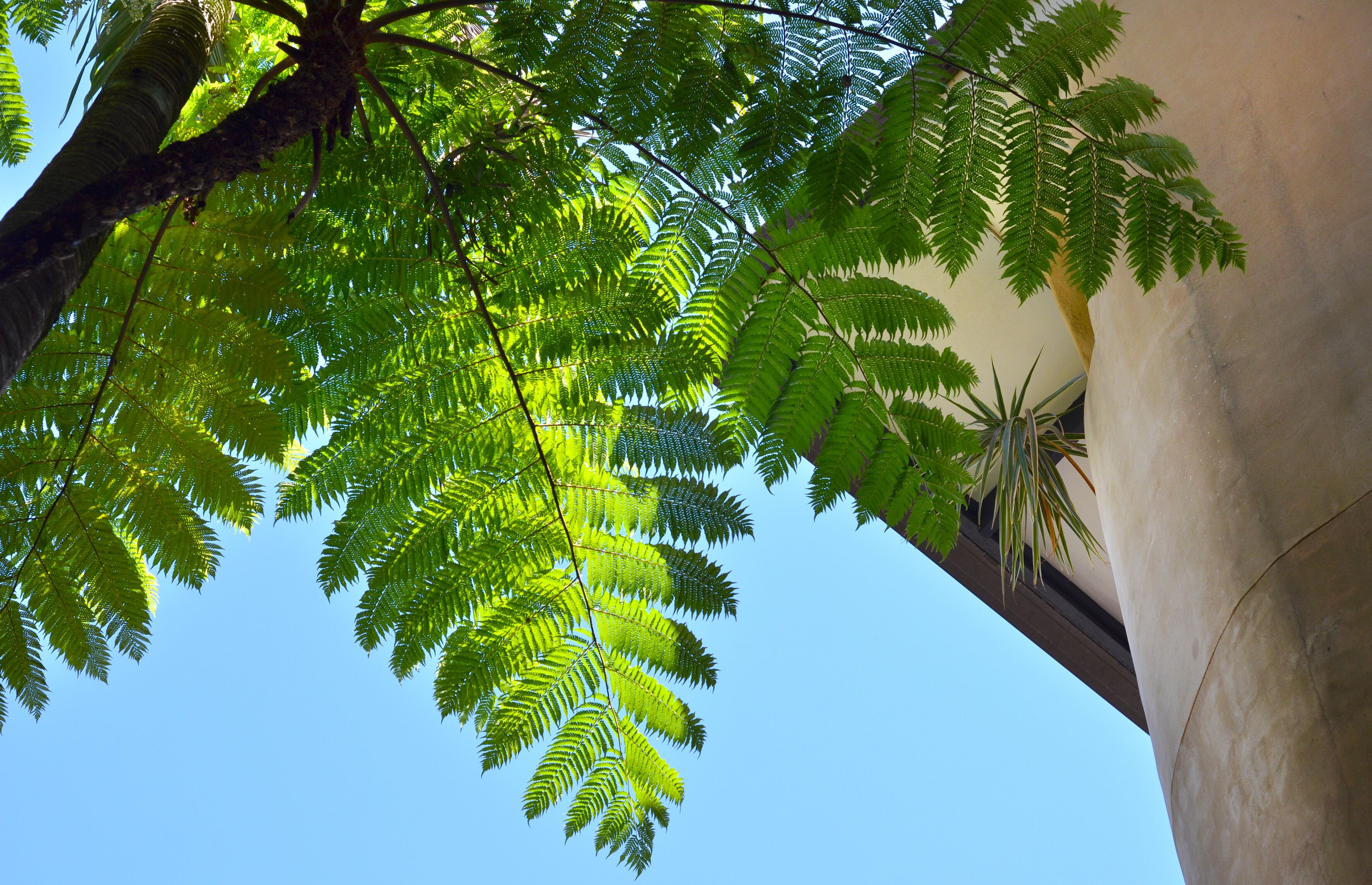 A view of a building with a large tree in the foreground and a clear blue sky in the background.