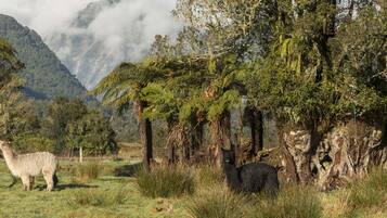 A person interacting with a llama in a grassy field with mountains in the background.