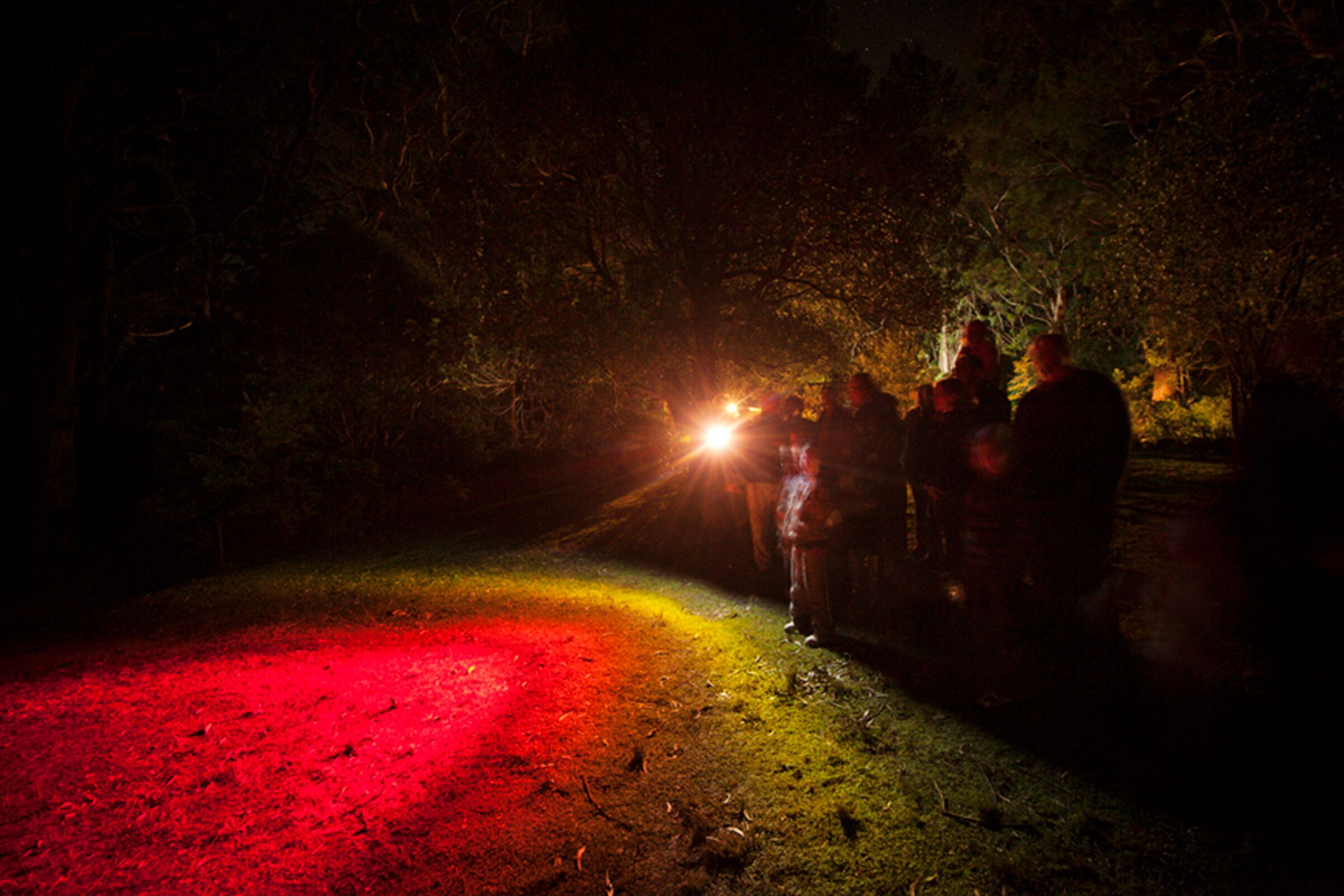 A group of people standing on a path illuminated by a vehicle's headlights.