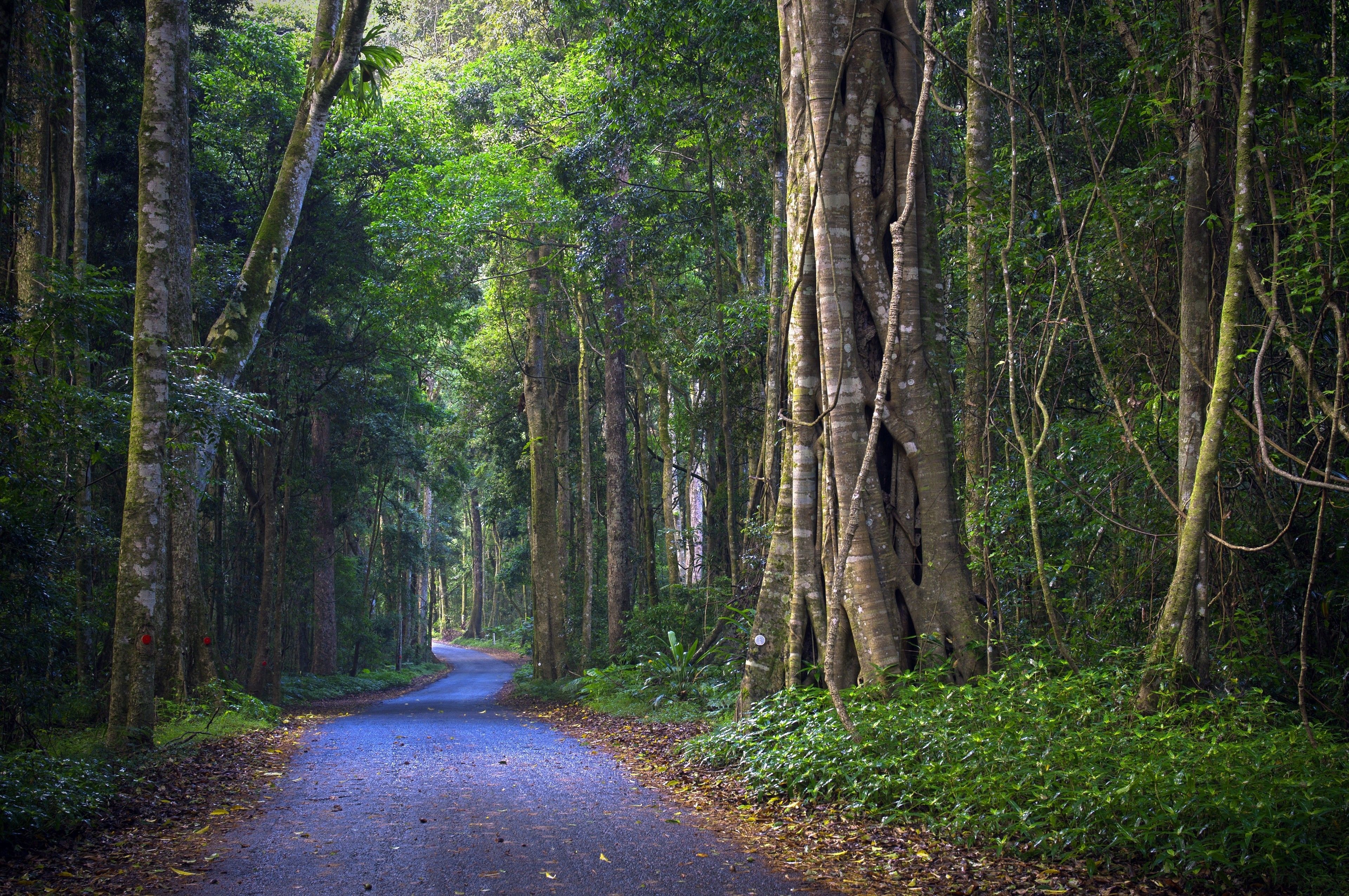 Foto - O'Reilly's Rainforest Retreat