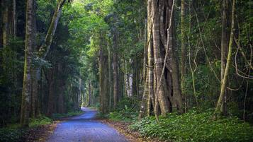 Una strada che costeggia una fitta boscaglia, con alberi alti su entrambi i lati.