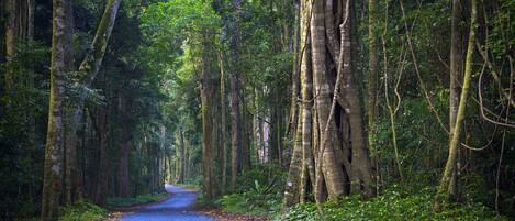 A forested road with tall trees on both sides.