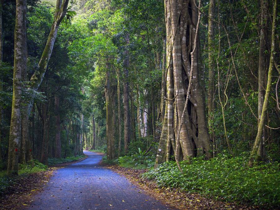 Camí boscós amb arbres alts a ambdós costats.