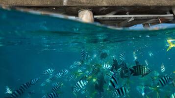 Blick auf das Great Barrier Reef mit einer Gruppe von Menschen, die auf einem Steg stehen.