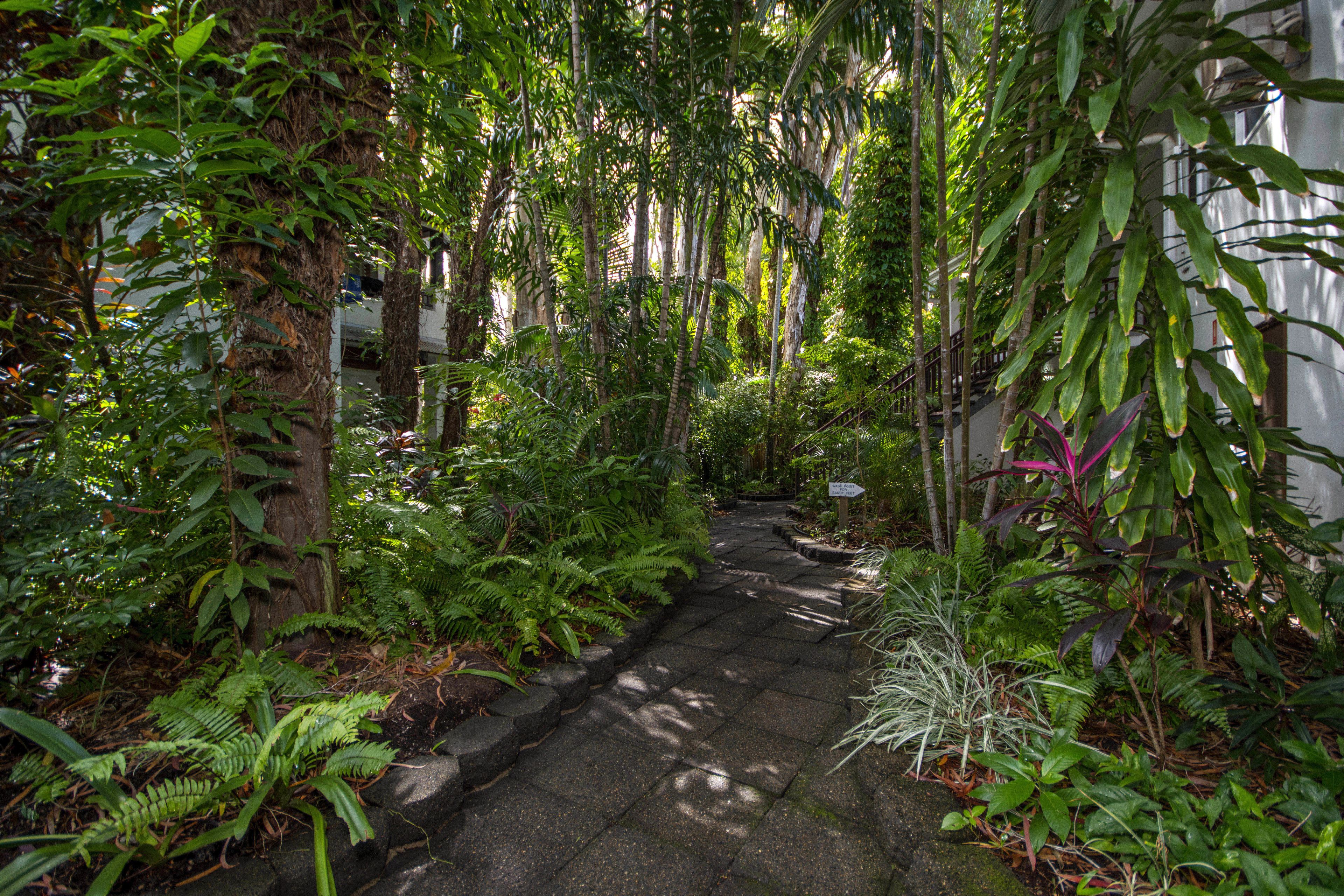 A stone pathway surrounded by lush greenery and tall trees, leading to a white building.