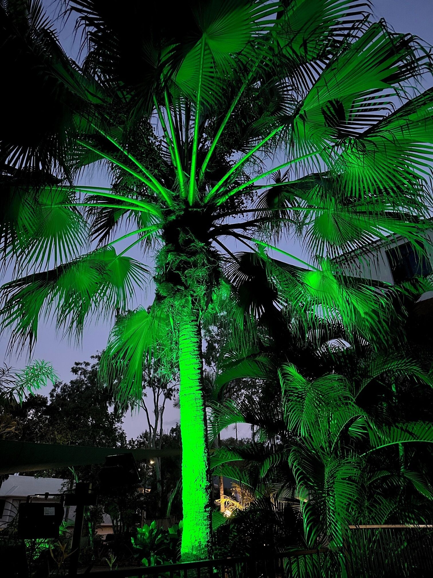 A palm tree illuminated with green lights, surrounded by other trees and buildings.