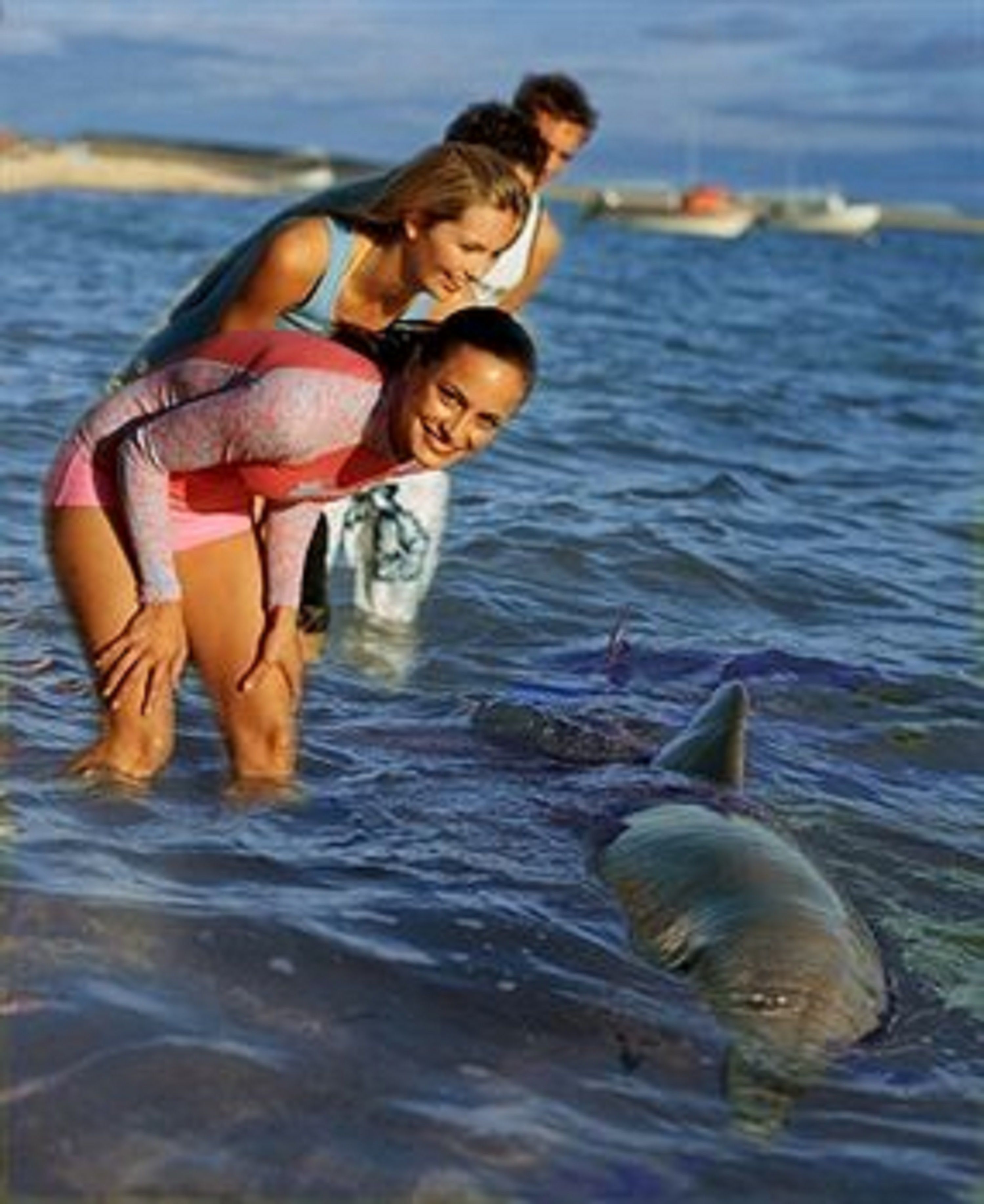 Un groupe de personnes dans l’eau, à proximité d’un requin.