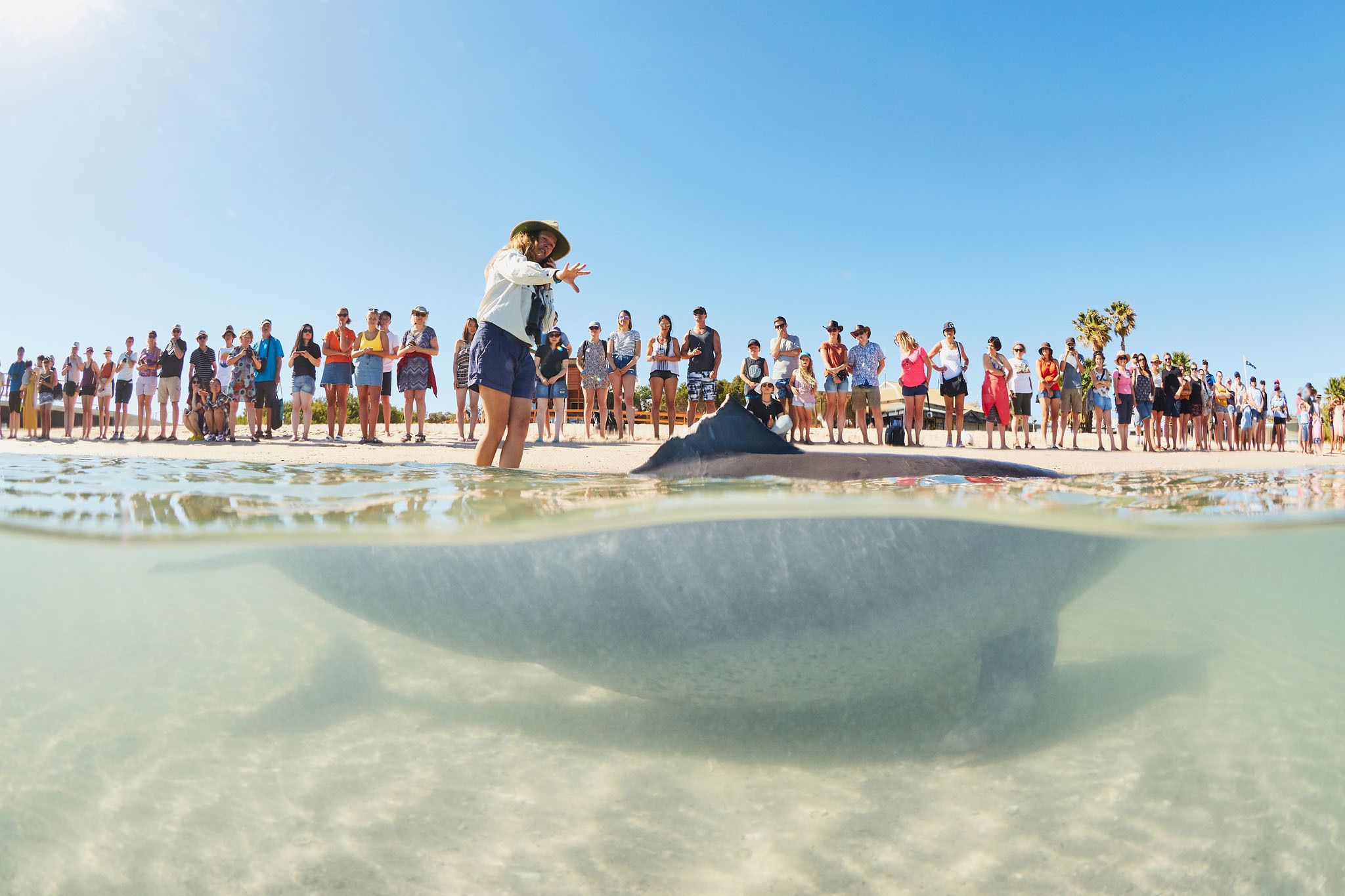 A beach with a crowd of people and a large marine animal in the water.