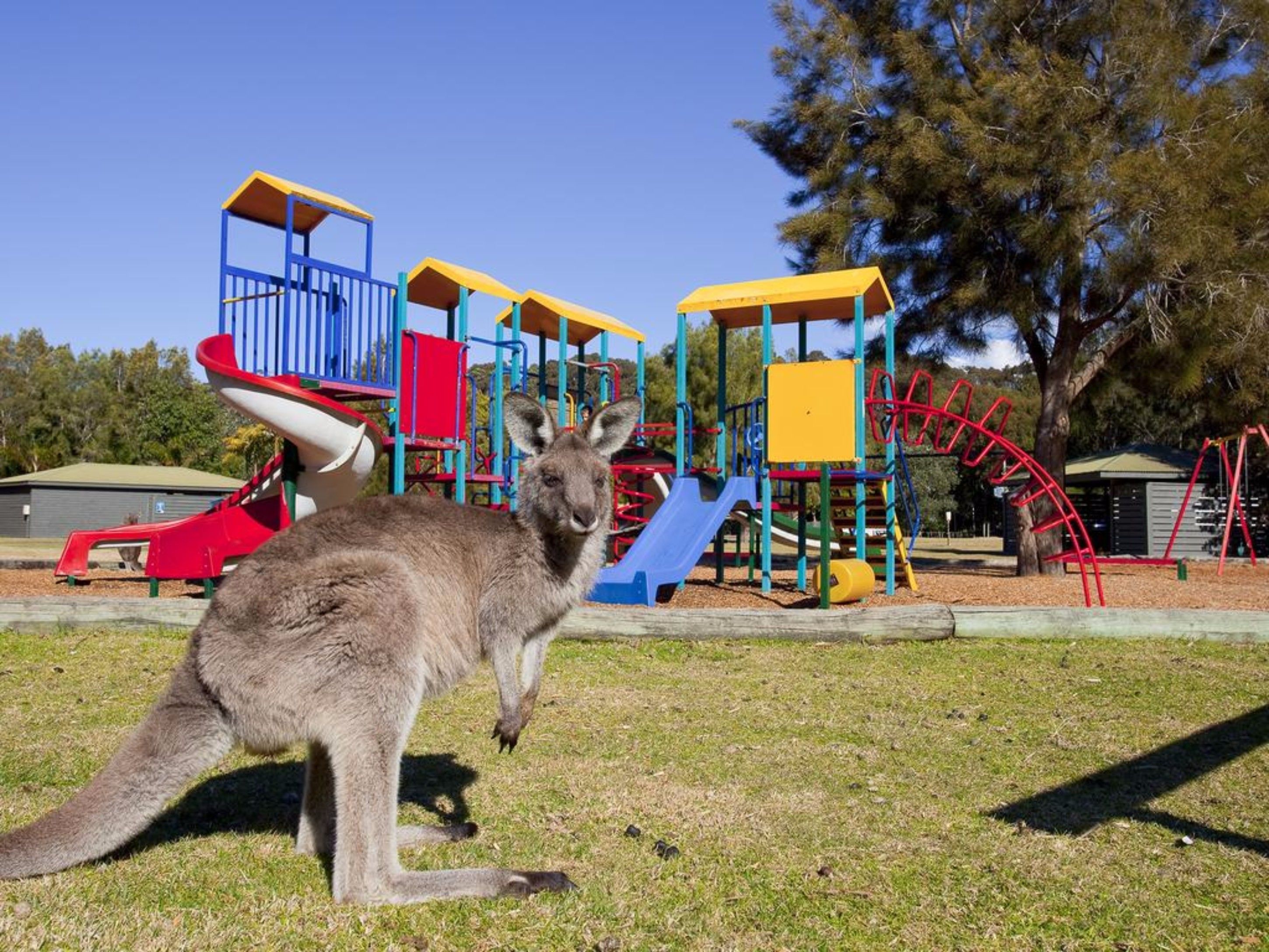 A kangaroo in a grassy area with a playground featuring slides and climbing structures in the background.