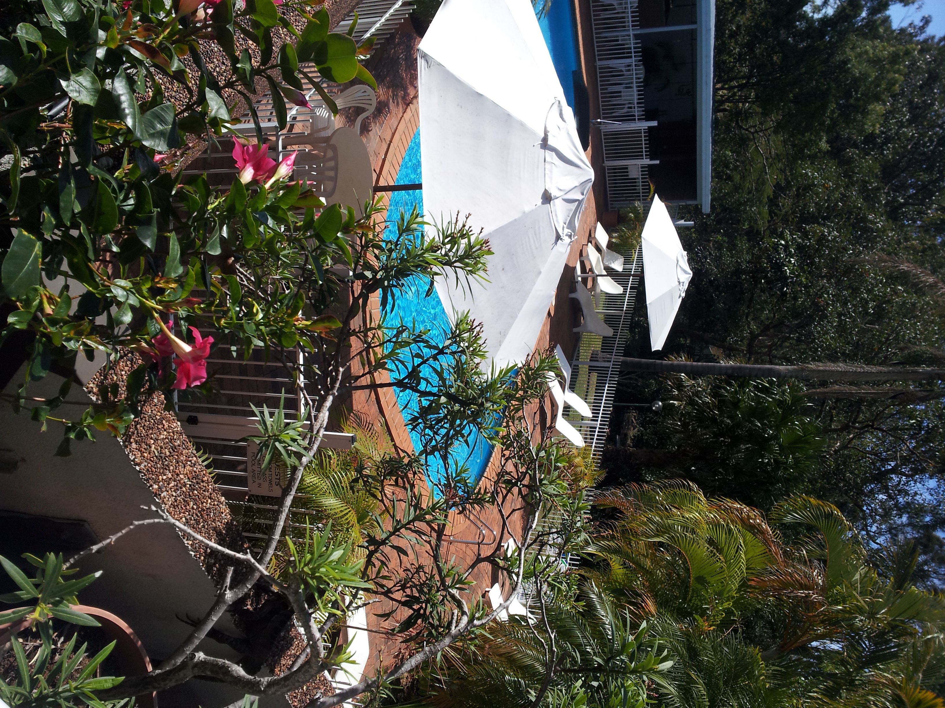 A pool area with a white umbrella, surrounded by greenery and a brick wall.